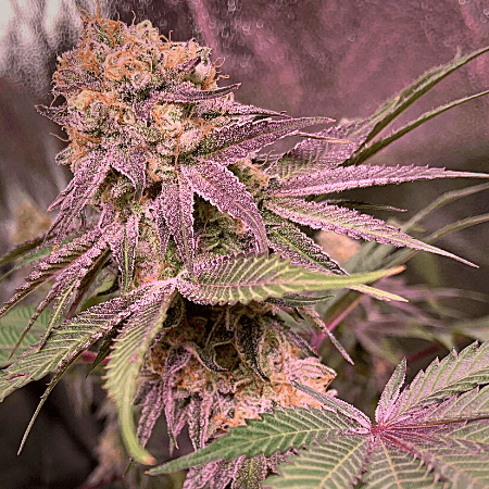 Purple Haze Auto Seeds