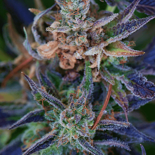 Purple Punch x Purple Kush