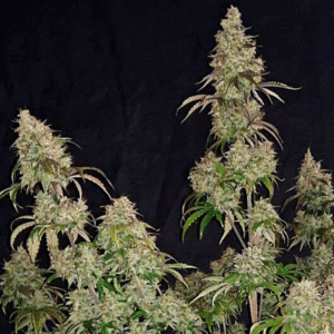 Purple Thai Regular Seeds