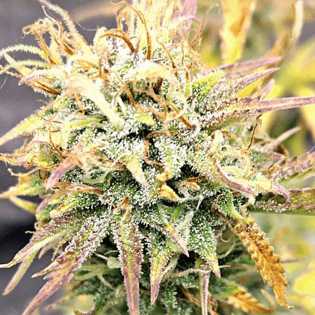 Triple XL Auto Seeds