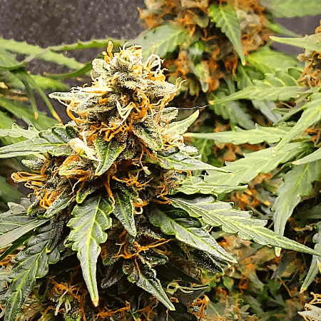 Wedding Cake Auto Seeds