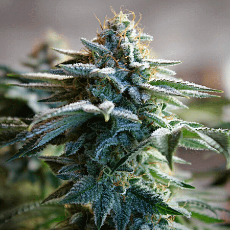 Mexican Red Hair Seeds