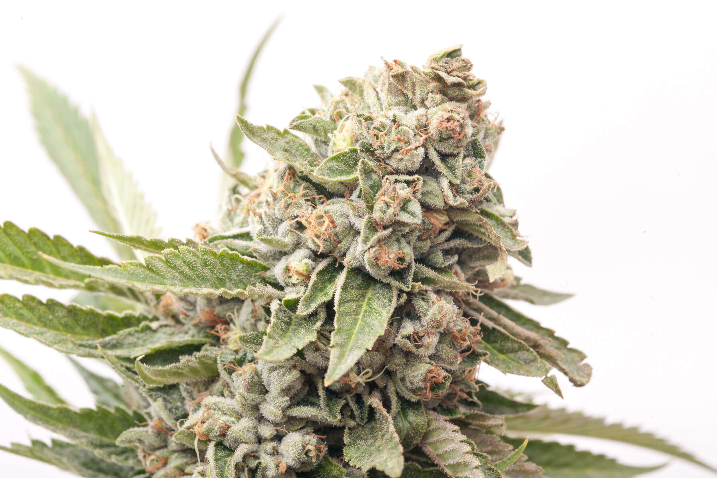 Cheese Auto Seeds