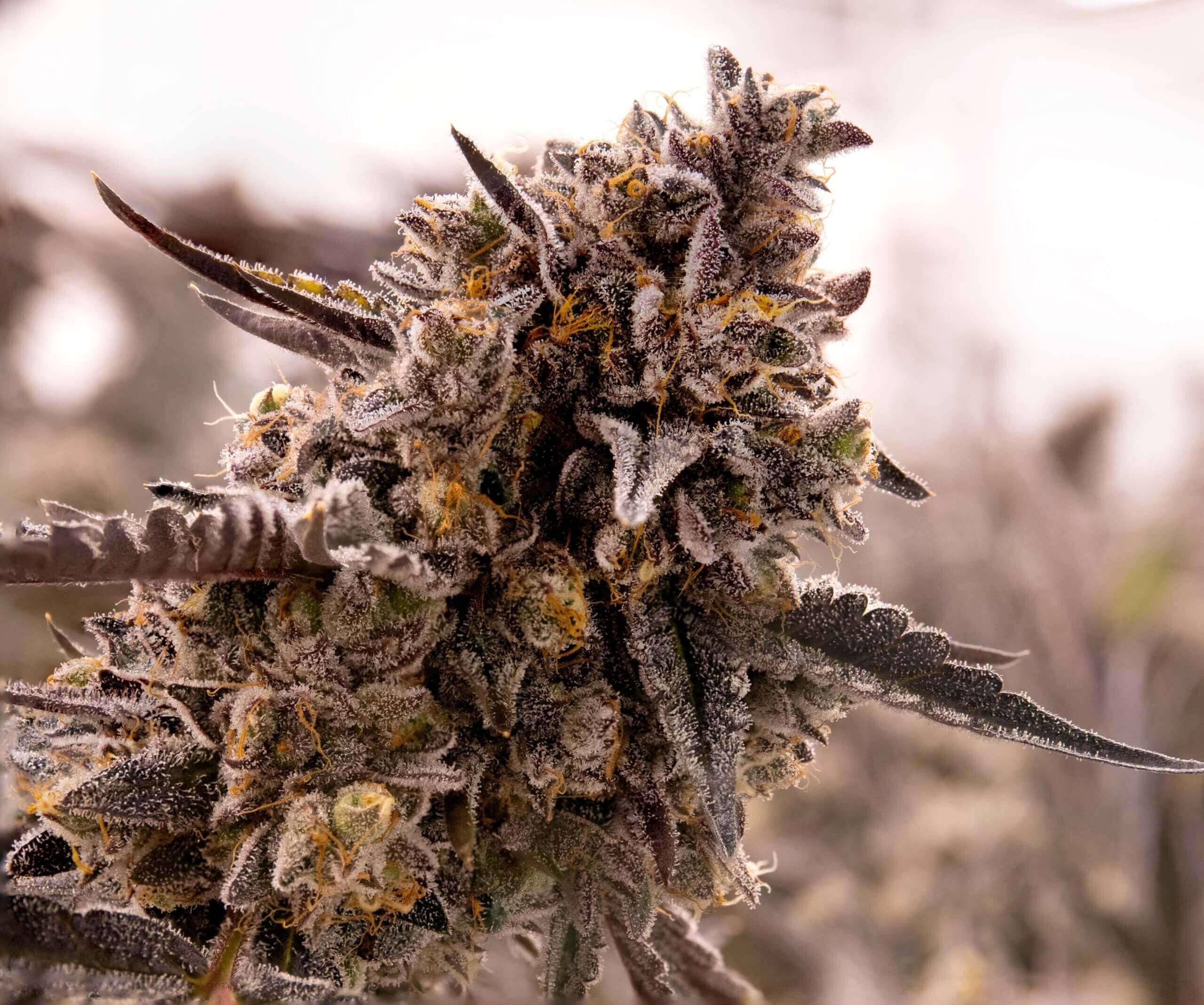 Gorilla Cookies Seeds
