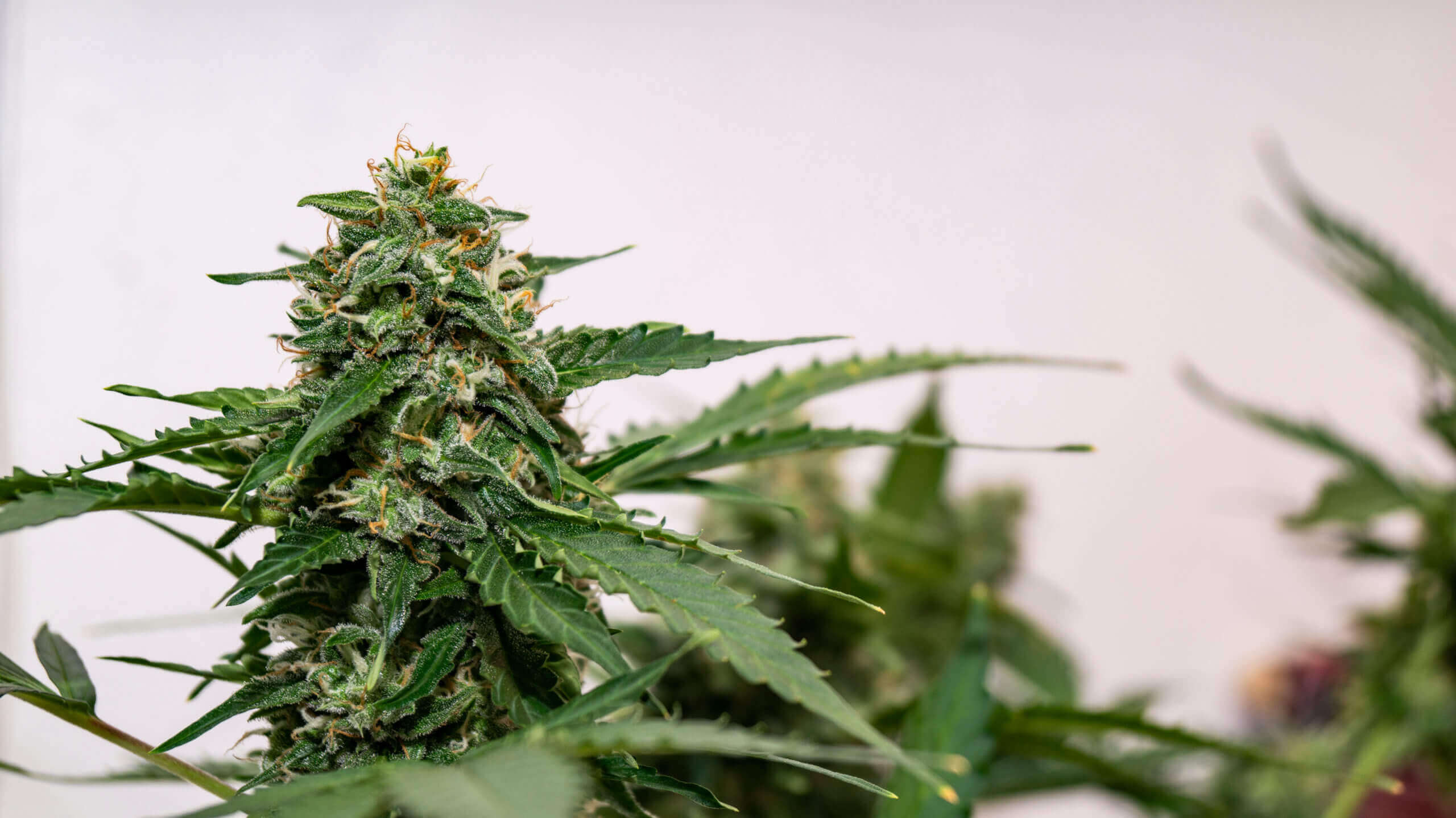 Cheese Auto Seeds - Image 4