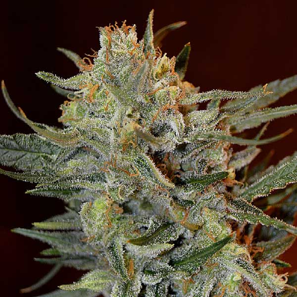 Amnesia Lemon Kush Seeds - Image 3