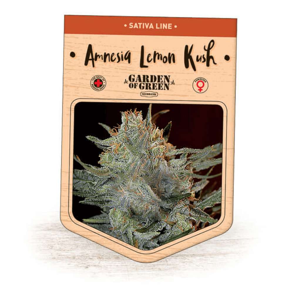 Amnesia Lemon Kush Seeds