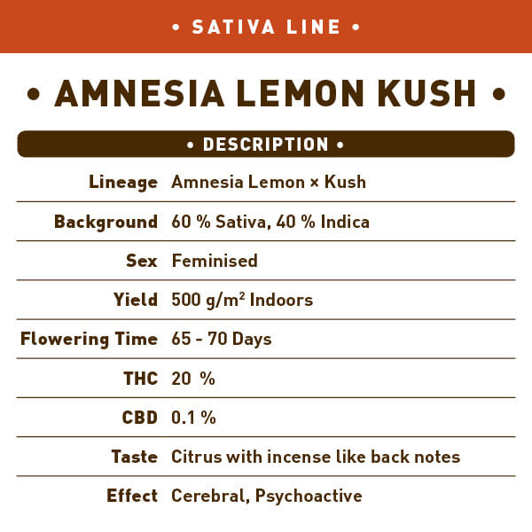 Amnesia Lemon Kush Seeds - Image 2