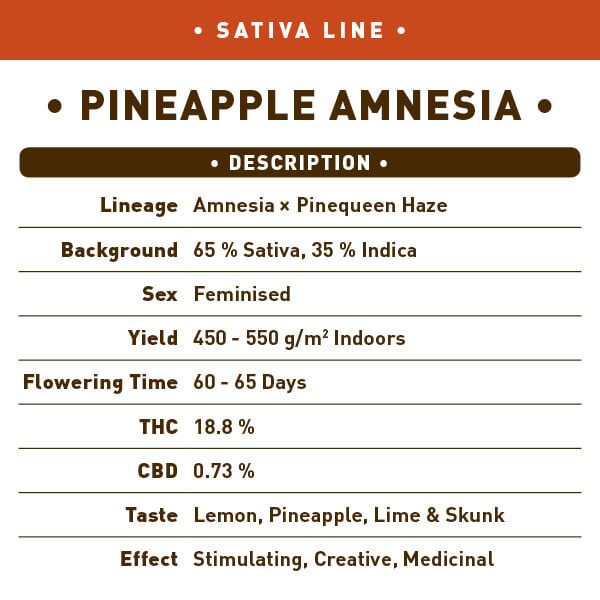 Pineapple Amnesia Seeds - Image 2