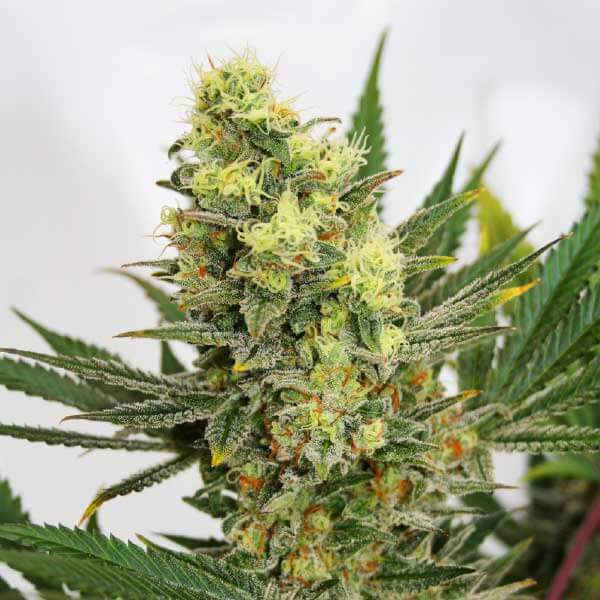 Pineapple Amnesia Seeds - Image 3