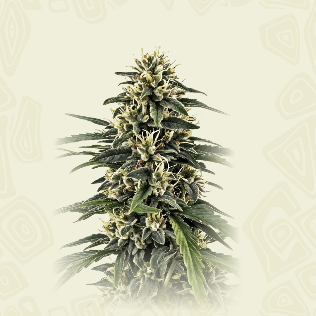 Amnesia Cbd