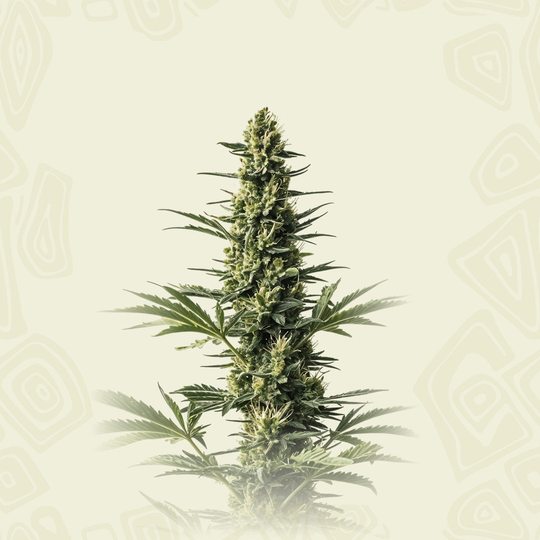 Amnesia Fast F1
