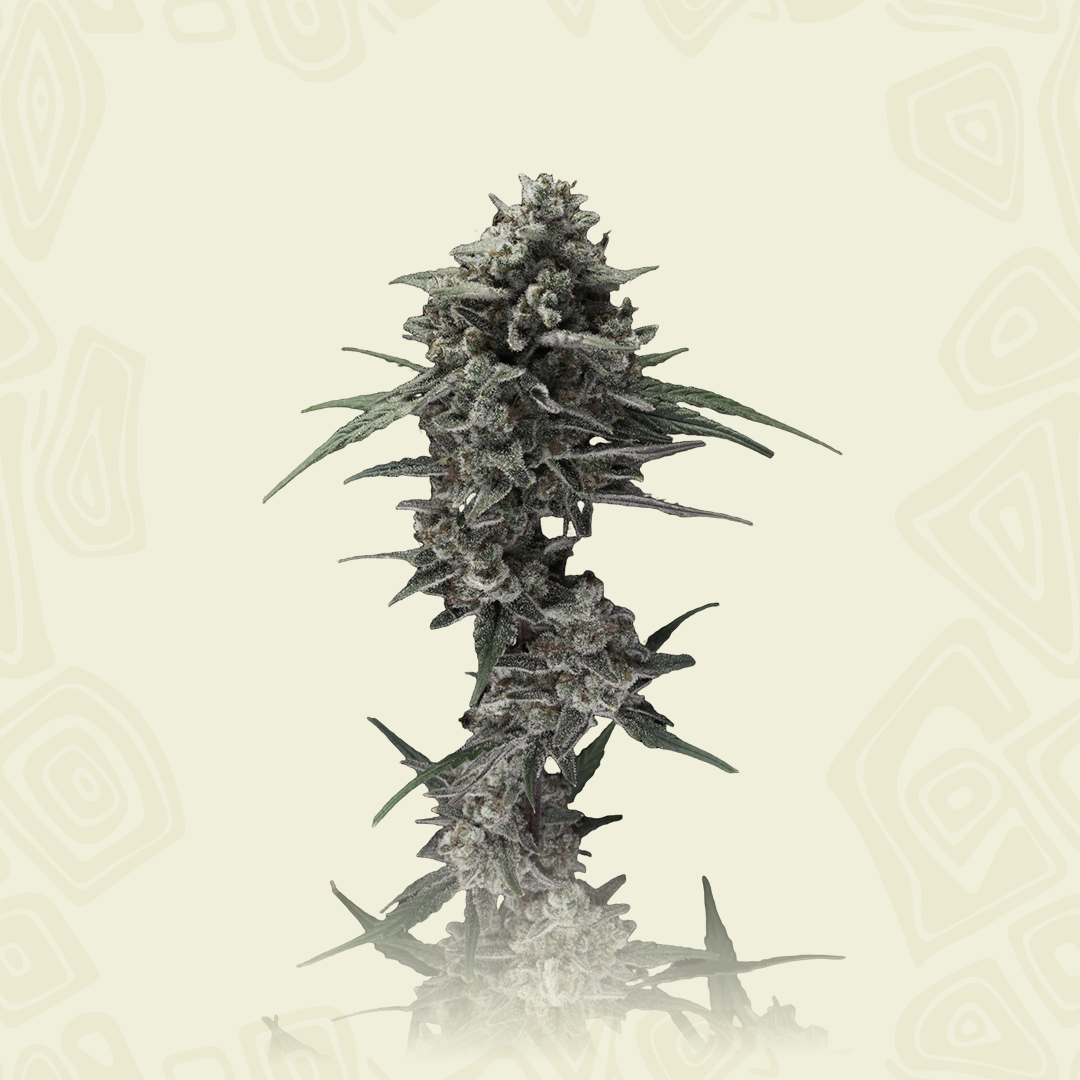 Alienz Auto