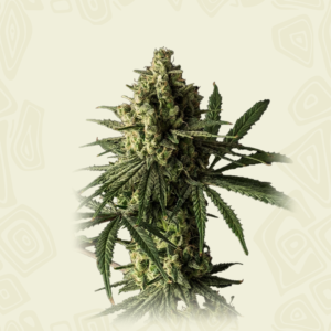 Blue Cheese
