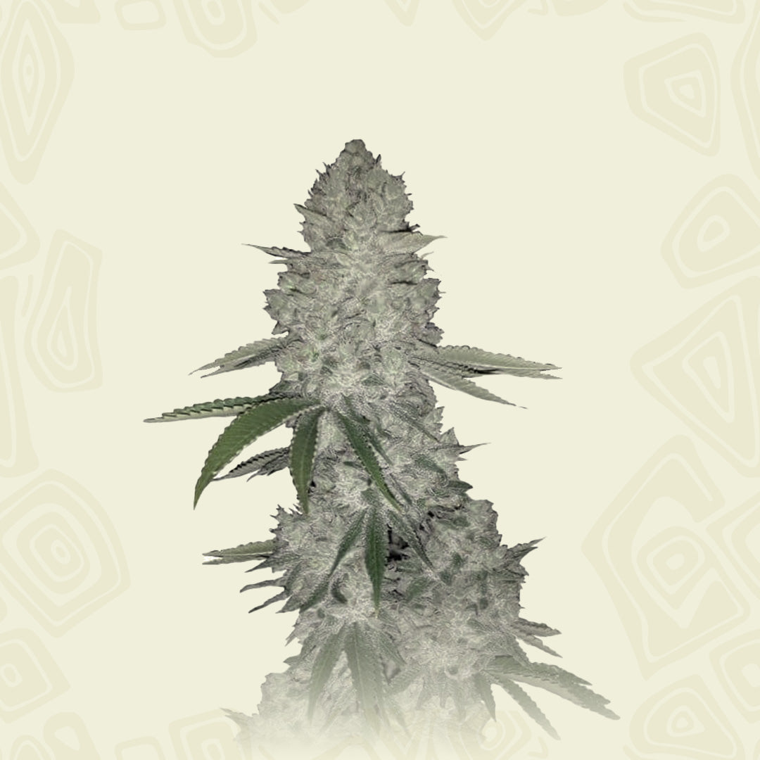 Gorilla Auto Cbd