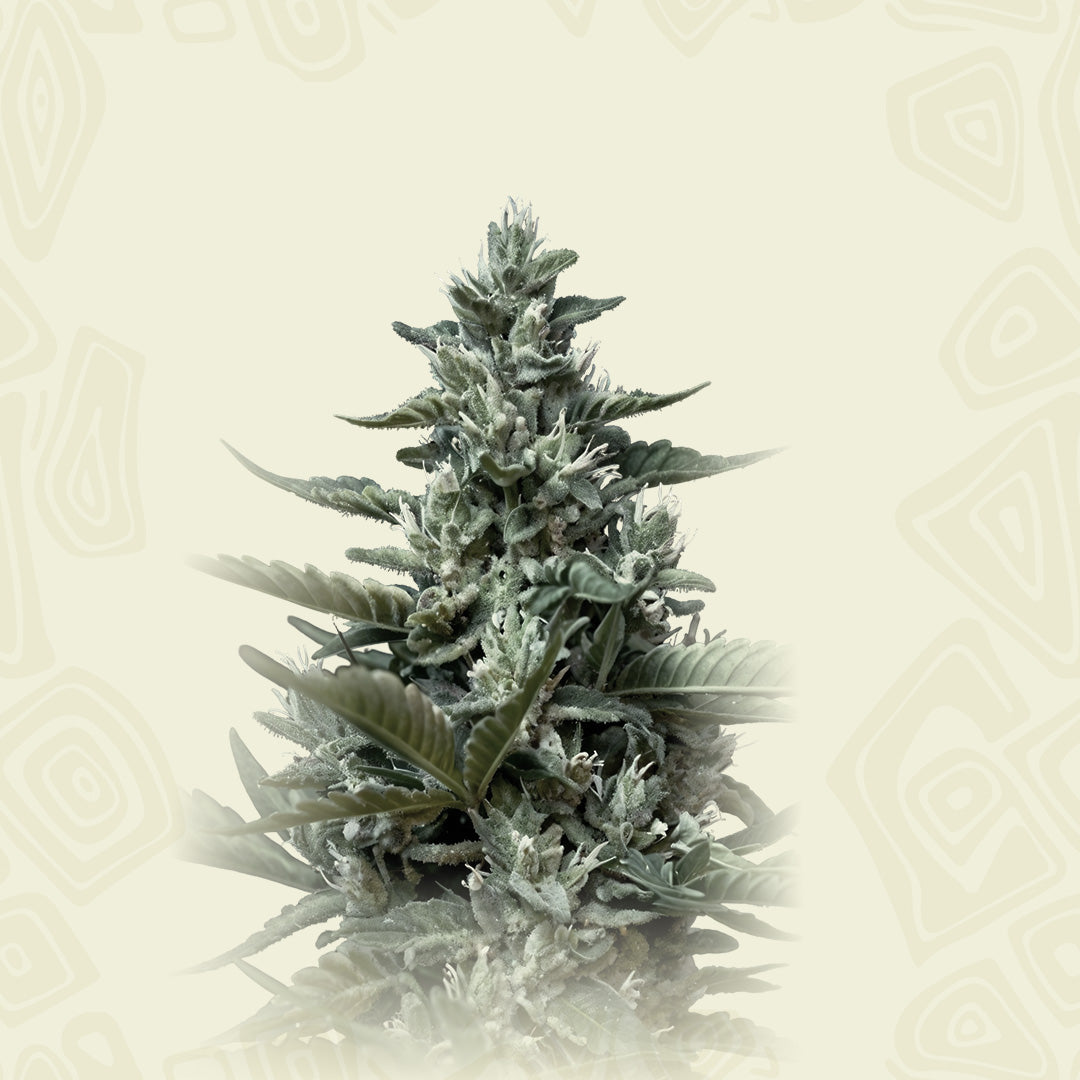 Killer Auto Cbd