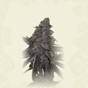 Purple Sherbet