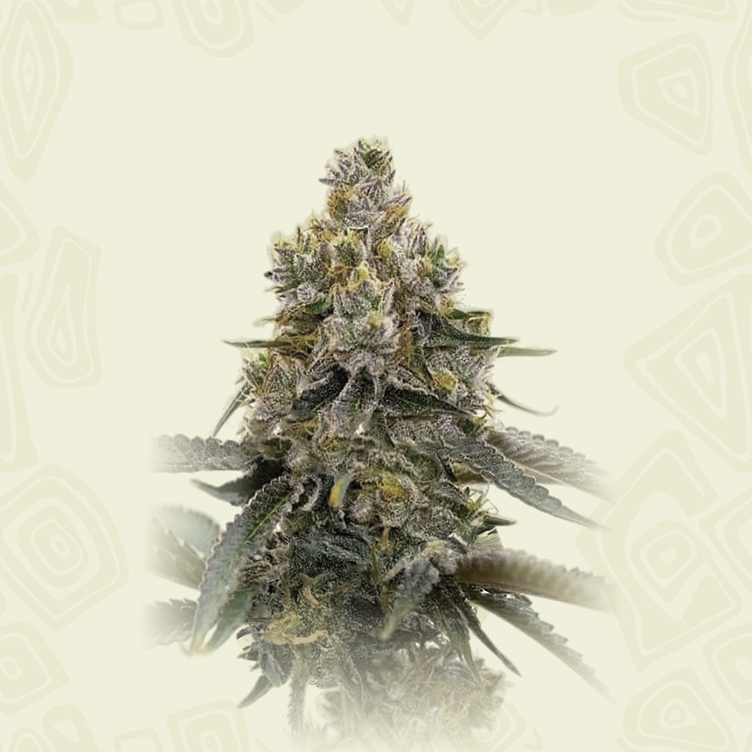 Therapy Auto Cbd