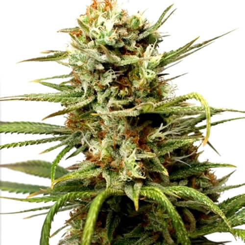 Auto White Widow Seeds