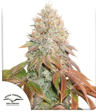 Auto Banana Blaze Seeds