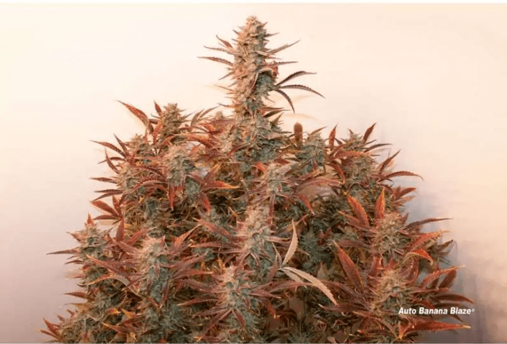 Auto Banana Blaze Seeds - Image 2