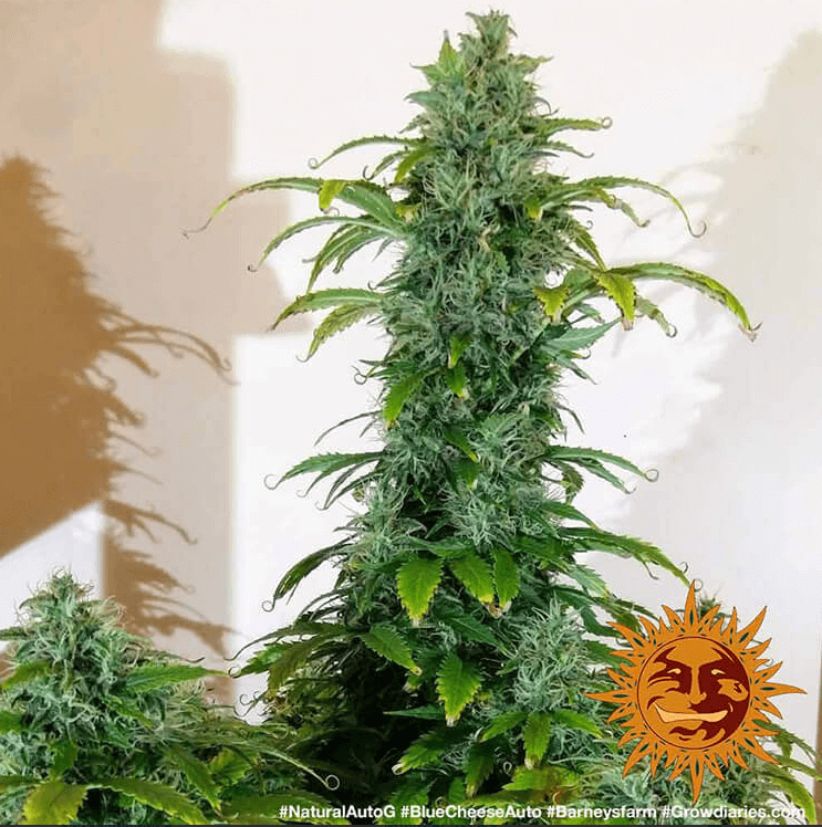 Blueberry Cheese auto ( aka blue cheese auto) Seeds - Image 2