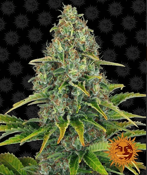Blueberry Cheese auto ( aka blue cheese auto) Seeds