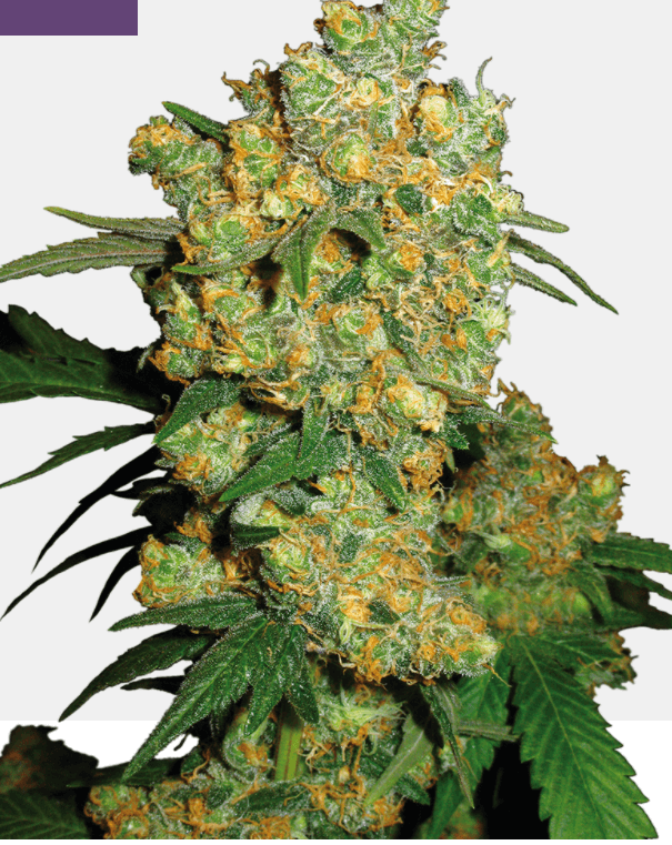 Big Bud Seeds