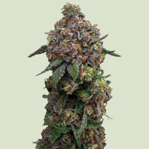 Cosmic Cheddar F1