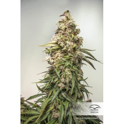 CBD Auto Charlotte’s Angel Seeds - Image 2