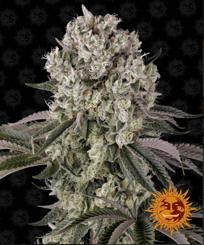 Glookies Seeds