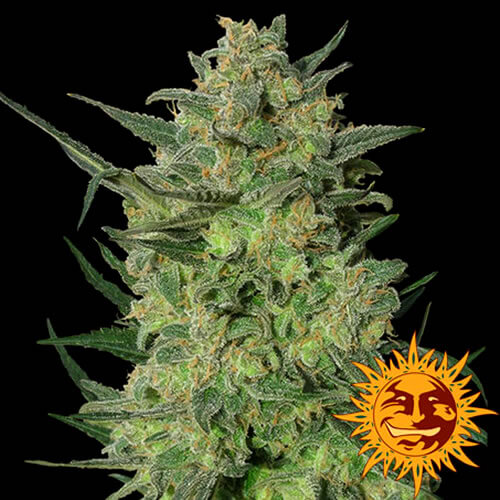 LSD Seeds