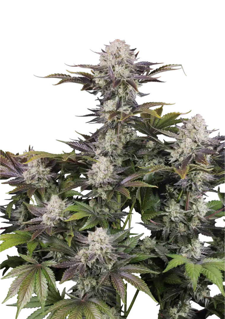 Frostbanger Auto?