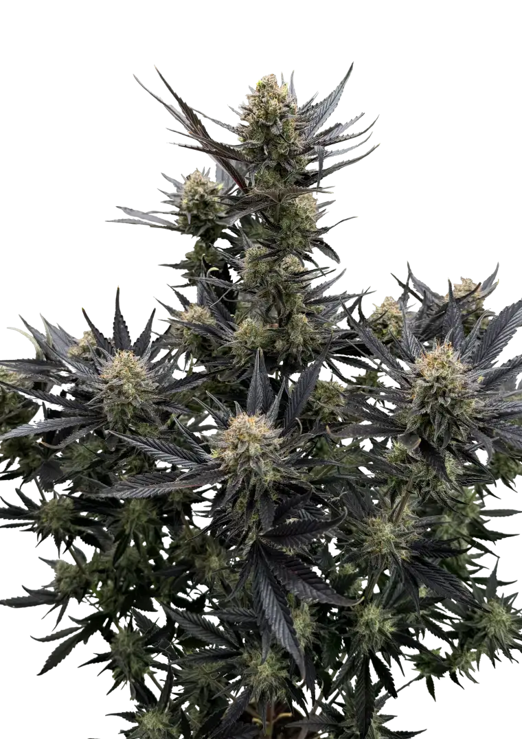 Guava Auto RF3?