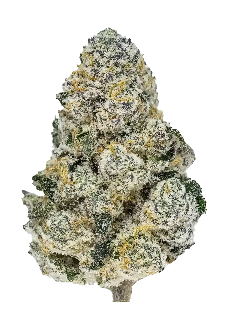 Lemonpaya?