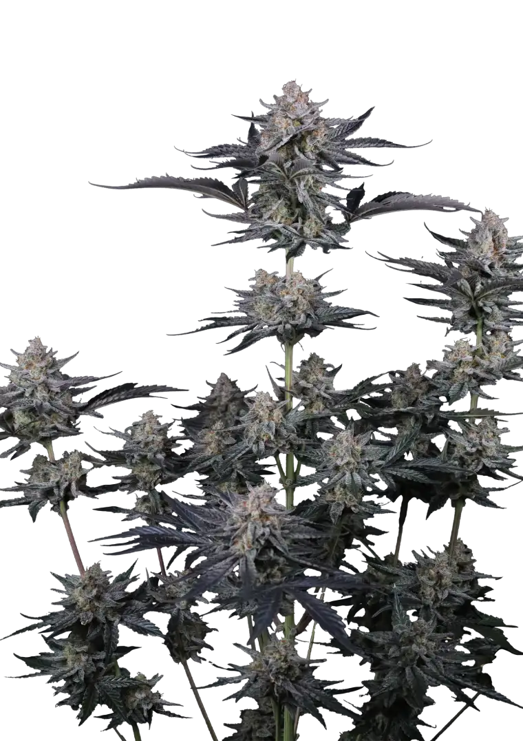Mendo Guava Auto?