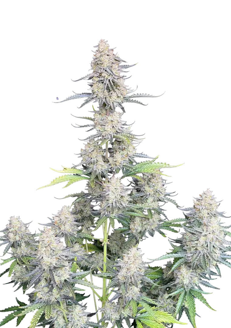 Afghan Kush Auto