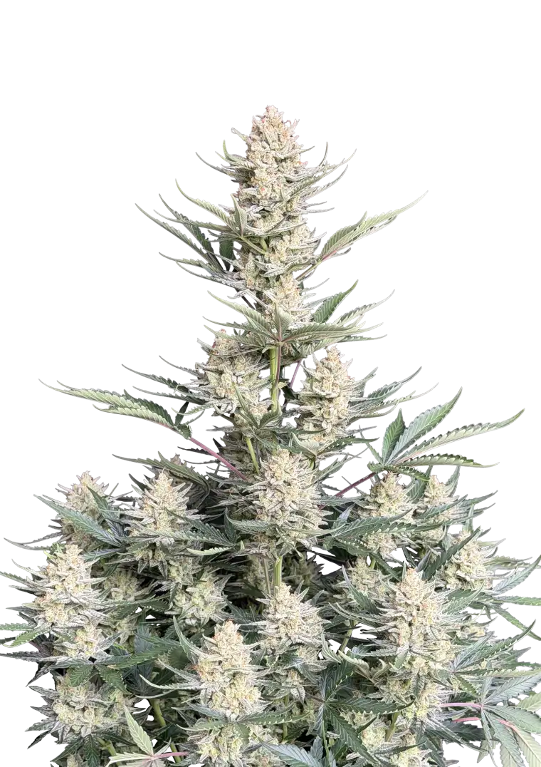 BubbleGum Auto