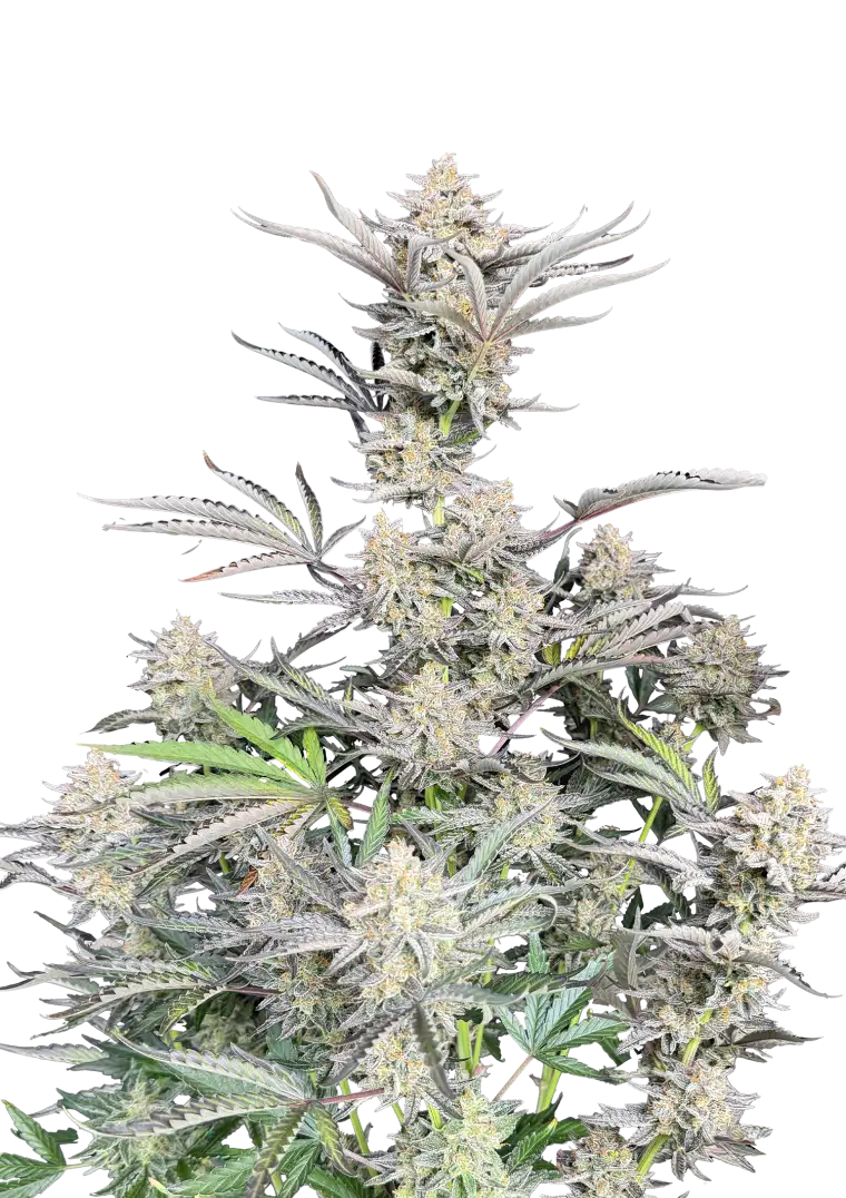 Cheese Auto