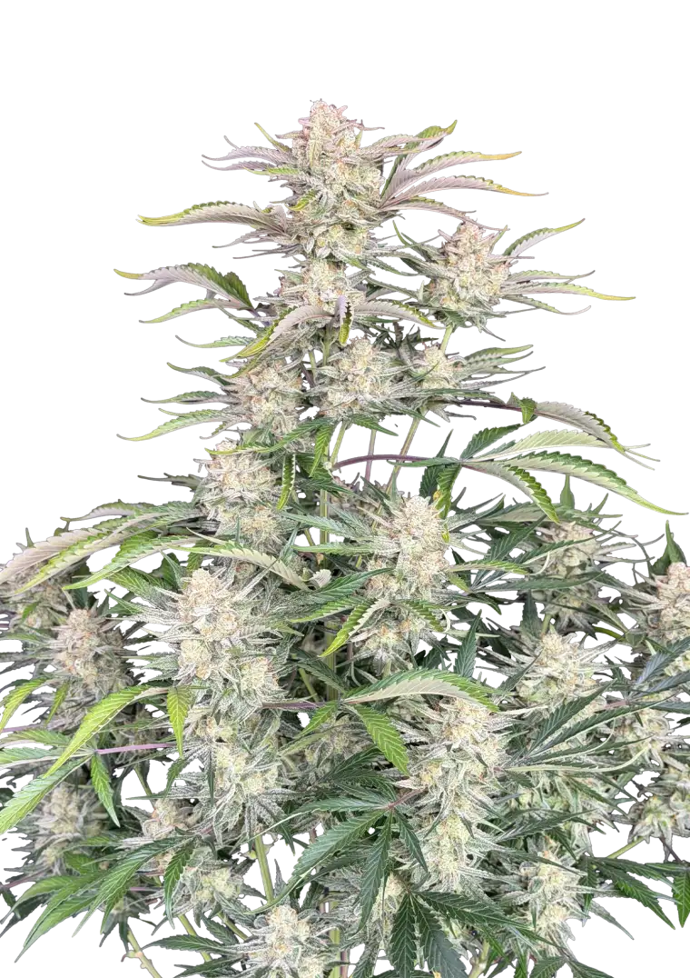 Sour Diesel Auto