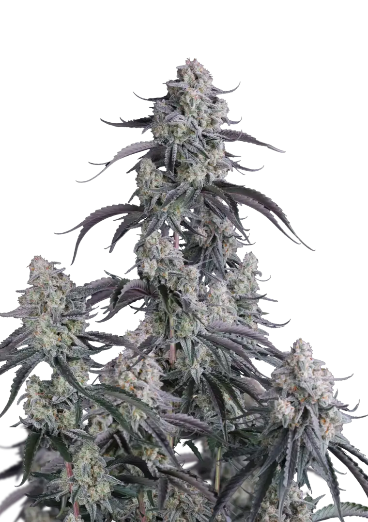 Pineapple OG Auto?