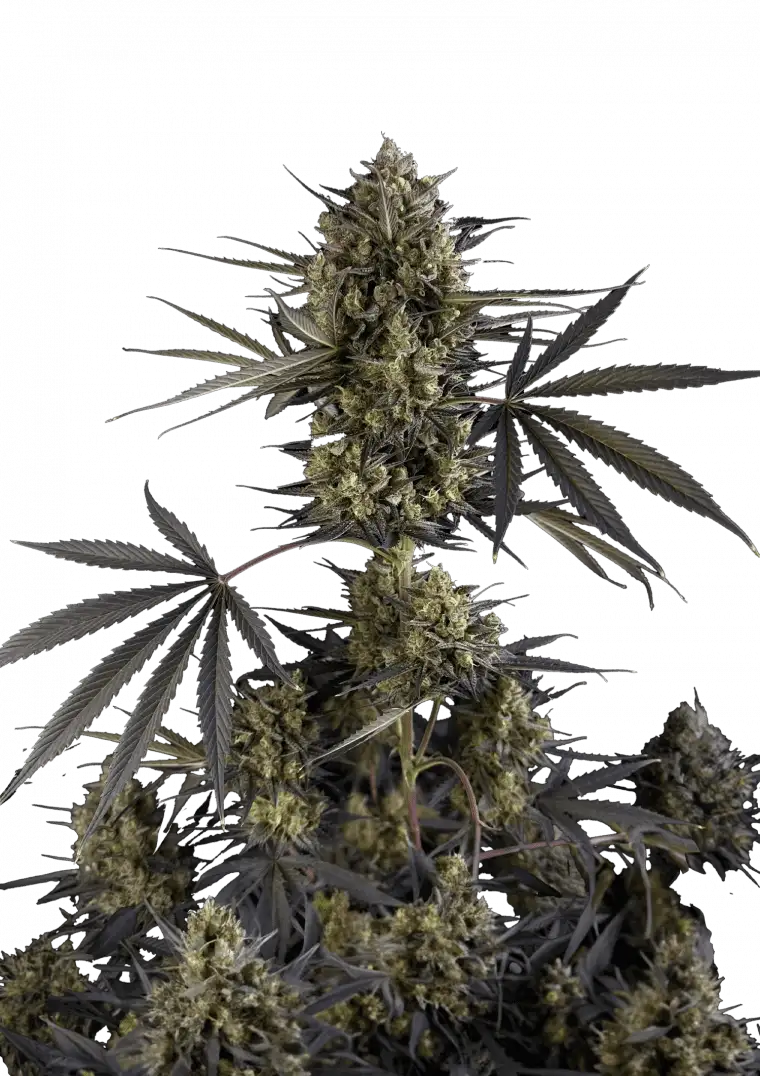 Pound Cake Auto?
