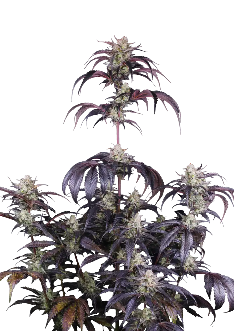 Strawberry Gorilla Auto RF3?