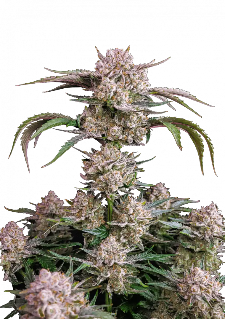 Strawberry Gorilla Auto