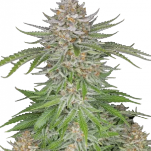 Strawberry Pie Auto