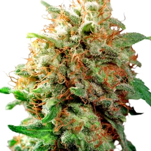 Mazar Seeds