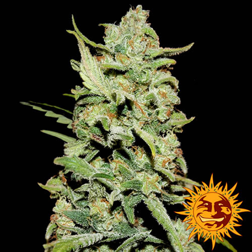 Peyote Critical Seeds