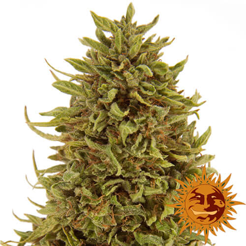 Pineapple Express Auto Seeds