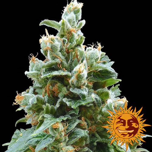 Vanilla Kush Seeds