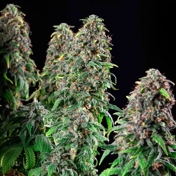Wedding Gelato